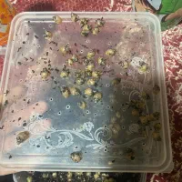 فروش حلزون|خزنده|ماهان, |دیوار