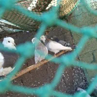 کبوتر|پرنده|هندیجان, |دیوار