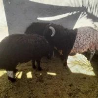 سه عدد بره نر