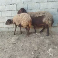 مش بره|حیوانات مزرعه|اصفهان, دستگرده|دیوار