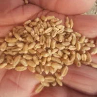 جو و گندم بذری|خدمات باغبانی و درختکاری|گمیشان, |دیوار