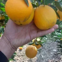 تامسون و پیج فله برگی