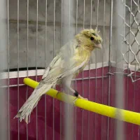 قناری ماده اماده