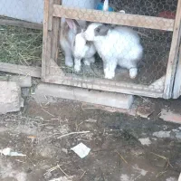 خرگوش نرو ماده باردار|موش و خرگوش|رضویه, |دیوار