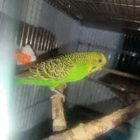 مرغ عشق با جوجه