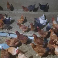 مرغ تخمگذاری بومی گلپایگان|حیوانات مزرعه|گلپایگان, |دیوار