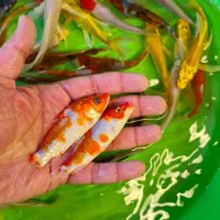 کوهاکو و یامابوکی و پلاتینیوم|ماهی|شیراز, شهرک بهار|دیوار