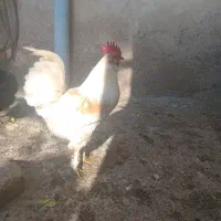 خروس جوان محلی