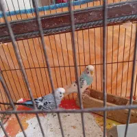 فروش دوجفت مرغ عشق بالق