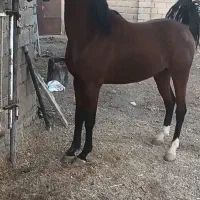 نریون دوبه سه سال