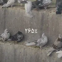 کبوتر‌پرشی|پرنده|مهربان, |دیوار