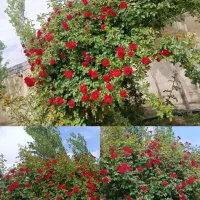 500مترویلابهارستان-روستای-خین
