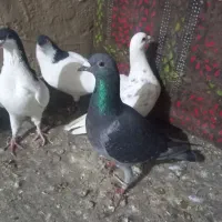 پرنده|پرنده|فاروج, |دیوار