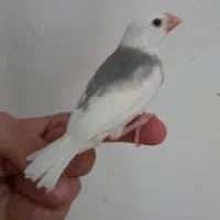 فنچ نرگسی  .