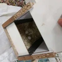 عروس هلندی جفت|پرنده|سبزوار, غرب نیروگاه|دیوار