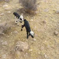 بره شیری و کهره شیری