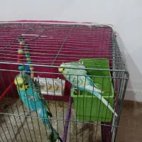 مرغ عشق پروانه ای معاوضه|پرنده|اهواز, سپیدار|دیوار