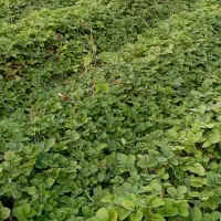 نهال توت فرنگی کاماروس پابلند|خدمات باغبانی و درختکاری|خان ببین, |دیوار