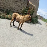 سگ ماده سرابی
