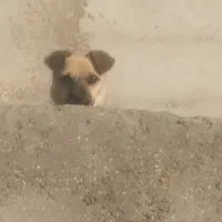 سگ پاکوتاه