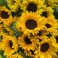 گل ولنتاین و خاستگاری|گل و گیاه طبیعی|محمدیه-قزوین, |دیوار