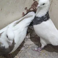 طوقی نامبروان|پرنده|اندیمشک, |دیوار