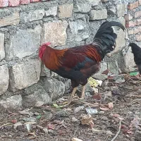 خروس|حیوانات مزرعه|سروآباد, |دیوار