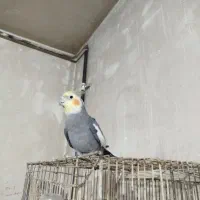 ۳ عدد عروس هلندی|پرنده|شیراز, جرسقان|دیوار