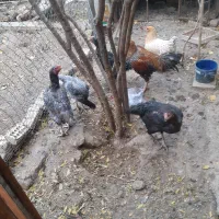 یک عدد خروس لاری و چهار عدد مرغ