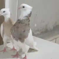 کبوتر شکلاتی