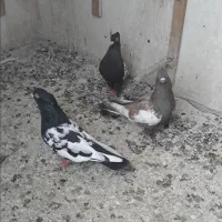 کفتر|پرنده|مشهد, گاز|دیوار