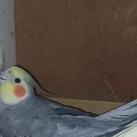 عروس هلندی|پرنده|ایرانشهر, |دیوار