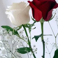 فروش سیم کارت رنددائمی خشک0911