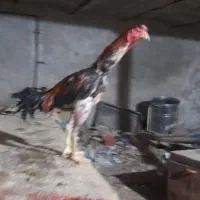 لاری افغان دانگ بالا