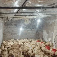 نیمچه بوقلمون گوشتی بیوتی|حیوانات مزرعه|قزوین, |دیوار