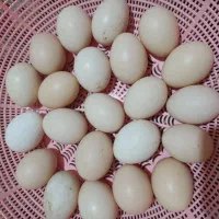 تخم مرغ محلی