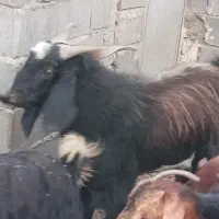 کهره نر|حیوانات مزرعه|شیراز, سعدیه شمالی|دیوار
