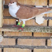 نر سید زرد|پرنده|شوشتر, |دیوار