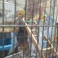 سه عدد عروس هلندی و طوطی برزیلی با قفس