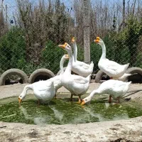 قوغاز چینی گردن ماری