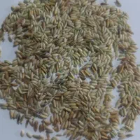 اشتری شلب نقد