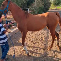 فروش پنج سر اسب کرمان