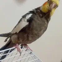 دوعدد عروس به همراه جوجه|پرنده|خوانسار, |دیوار