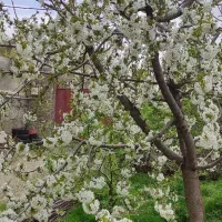 خانه ویلایی|فروش خانه و ویلا|هشتگرد, خور|دیوار