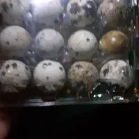 تخم بلدرچین. (بسته۱۲عددی و۲۵عددی