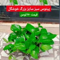 فیکوس لیراتا برگ پهن خوشگل قیمت فقط ۲۵۰تومن|گل و گیاه طبیعی|رشت, عینک|دیوار