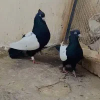 کبوتر|پرنده|قوچان, |دیوار
