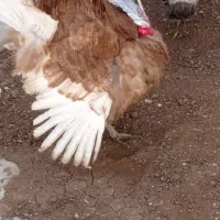 سلام سه عدد بوغلمو دوتا ماده یکی نر