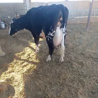 گاو شیری|حیوانات مزرعه|سده (خراسان جنوبی), |دیوار