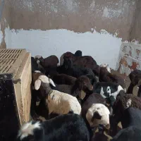 بره شیری سالم و سر حال|حیوانات مزرعه|آق قلا, |دیوار